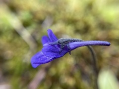 Pinguicula macroceras