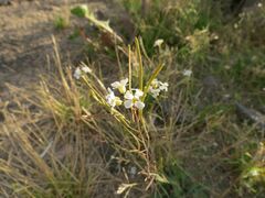 Arabidopsis arenosa