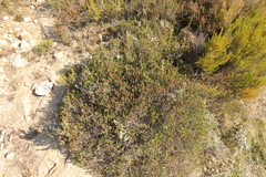 Erica petraea