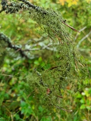 Usnea dasopoga