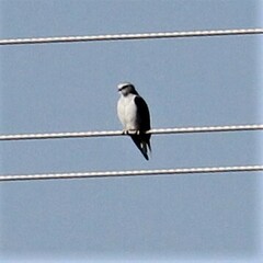 Elanus caeruleus caeruleus