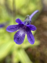 Pinguicula macroceras