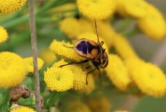 Phasia aurigera