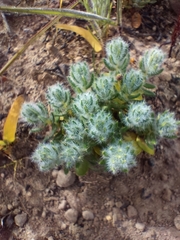 Xiphotheca lanceolata