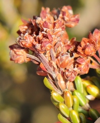Erica petraea
