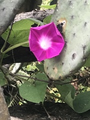 Ipomoea orizabensis orizabensis