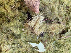 Hylocomium splendens