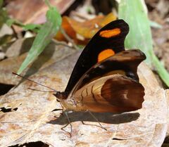 Catonephele chromis chromis