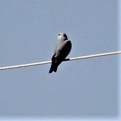 Elanus caeruleus caeruleus