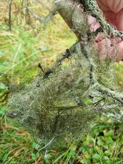 Usnea dasopoga