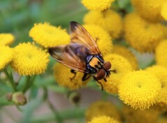 Phasia aurigera