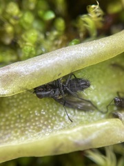 Pinguicula macroceras