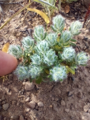 Xiphotheca lanceolata