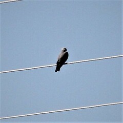 Elanus caeruleus caeruleus