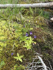 Pinguicula macroceras