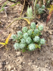 Xiphotheca lanceolata