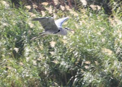 Ardea cinerea cinerea