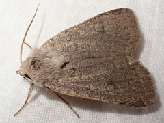 Xestia castanea