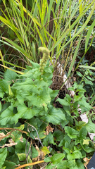 Blitum bonus-henricus