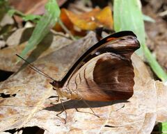 Catonephele chromis chromis