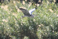 Ardea cinerea cinerea