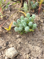 Xiphotheca lanceolata