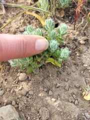 Xiphotheca lanceolata