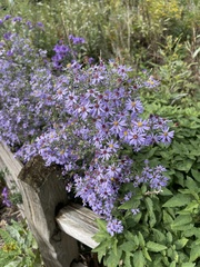 Symphyotrichum shortii