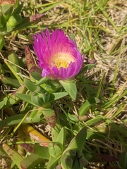 Carpobrotus rossii