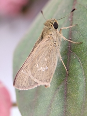 Borbo cinnara
