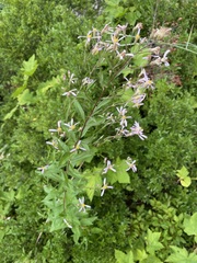 Eucephalus engelmannii