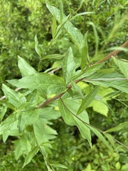 Eucephalus engelmannii