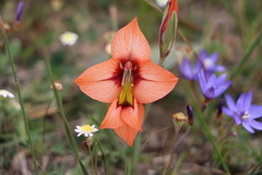 Gladiolus meliusculus