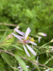 Eucephalus engelmannii