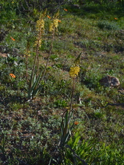 Bulbine frutescens