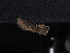 Condica illecta