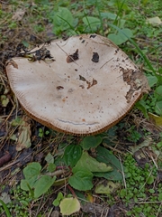 Russulaceae