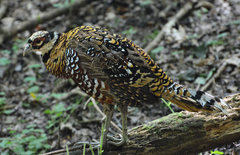 Syrmaticus reevesii