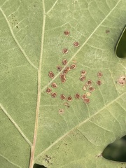 Neuroterus numismalis