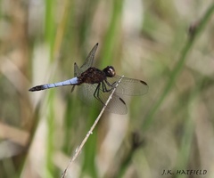 Erythrodiplax basifusca
