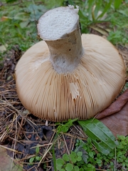 Russulaceae