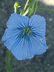 Linum perenne