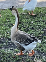 Anser cygnoides domesticus