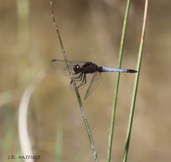 Erythrodiplax basifusca