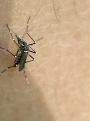 Aedes aegypti