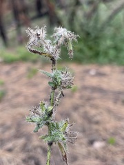 Cryptantha