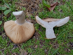 Russulaceae