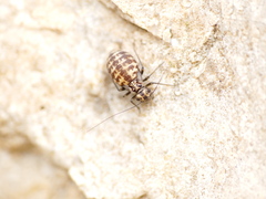 Neopsocus rhenanus