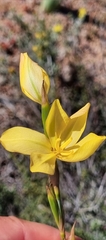 Moraea lewisiae