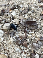 Tenebrionoidea